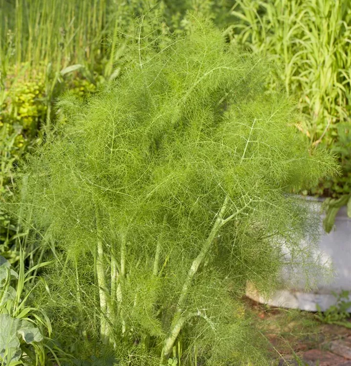 Gewöhnlicher Fenchel