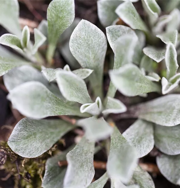 Gewöhnliches Katzenpfötchen