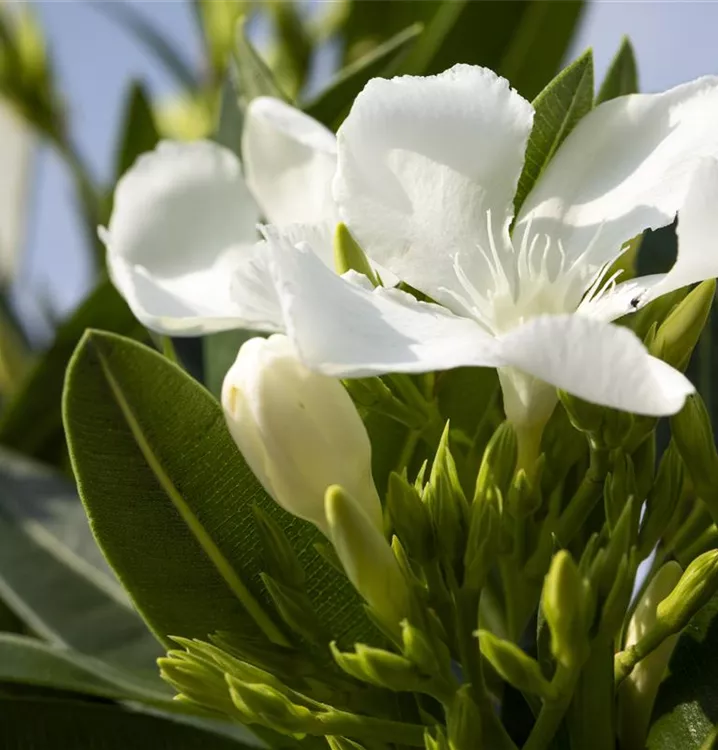Oleander