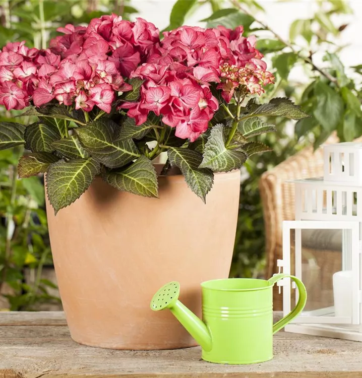 Gartenhortensie 'Black Diamonds'®