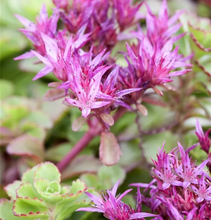 Garten-Teppich-Fettblatt 'Fuldaglut'