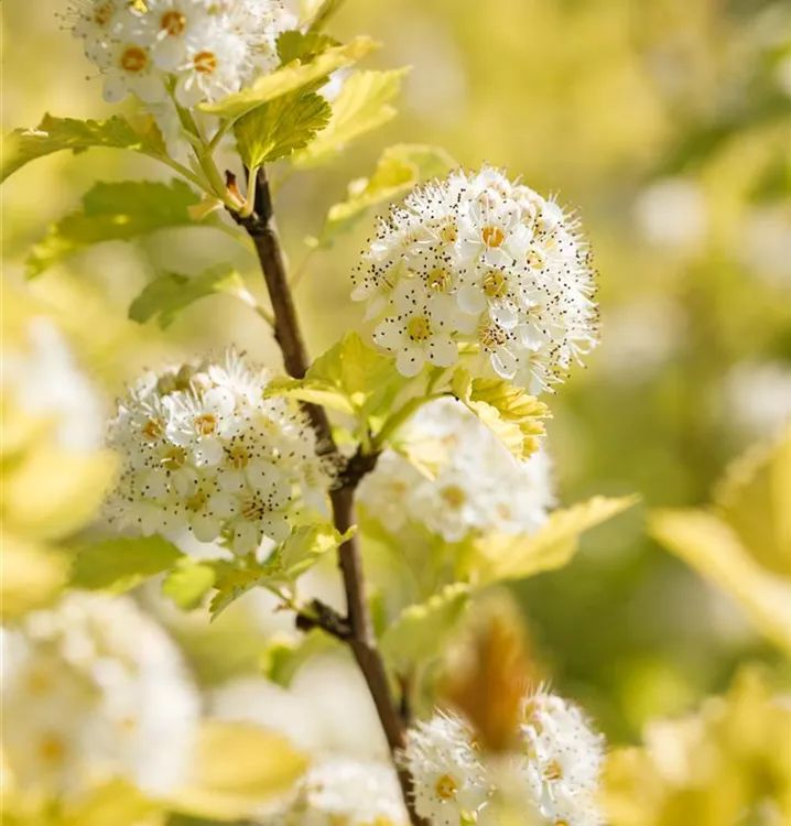 Fasanenspiere 'Dart´s Gold'