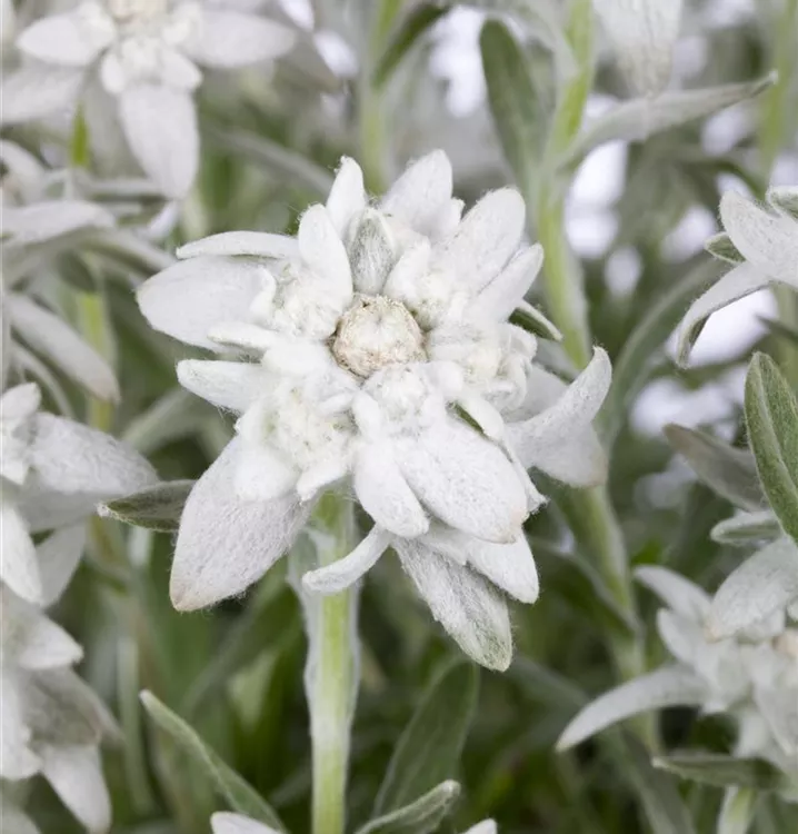 Alpen-Edelweiß