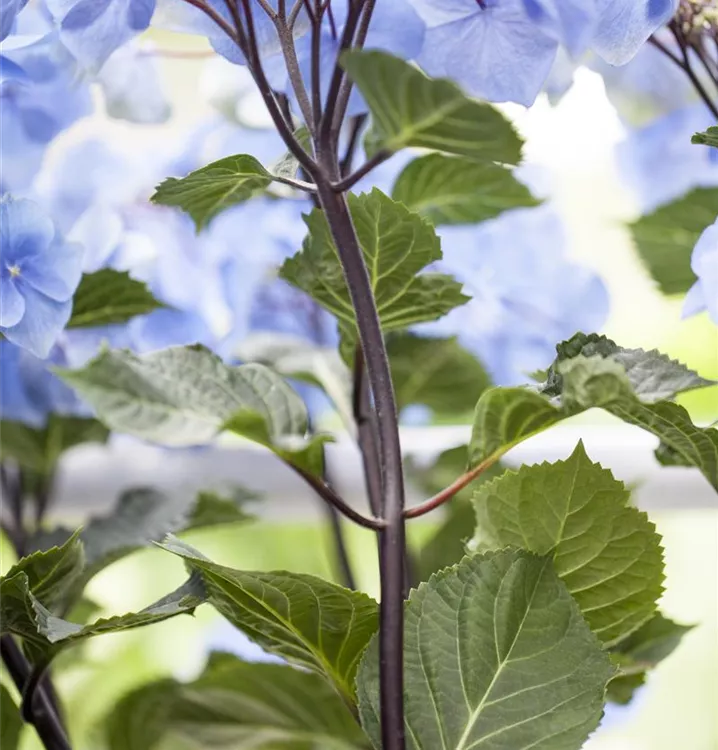 Gartenhortensie 'Black Steel'®