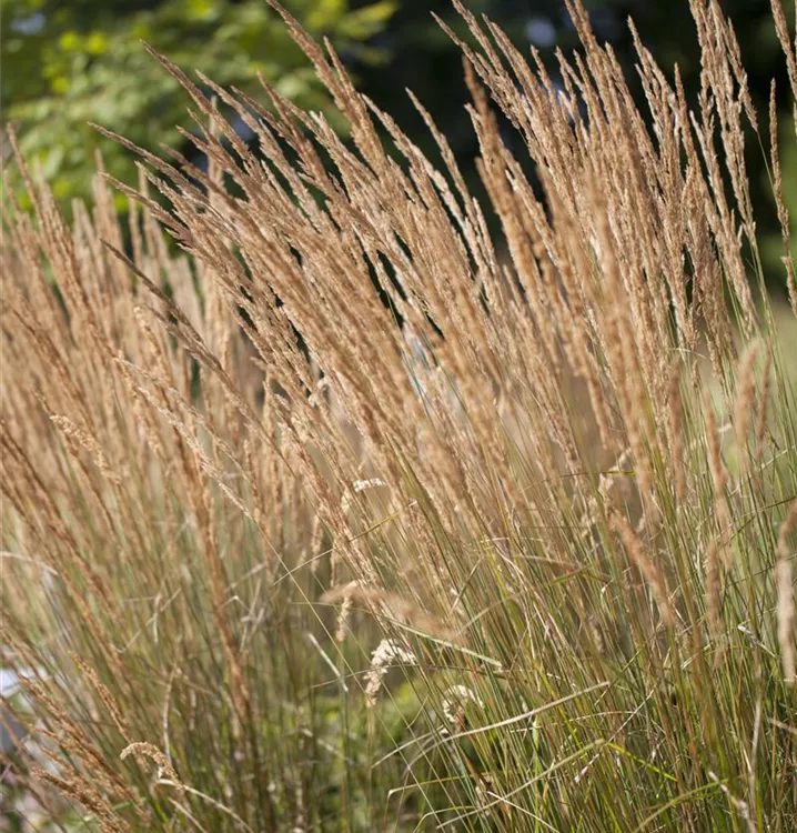 Garten-Reitgras 'Karl Foerster'