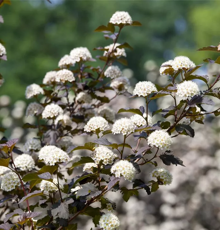 Fasanenspiere 'Diabolo'®