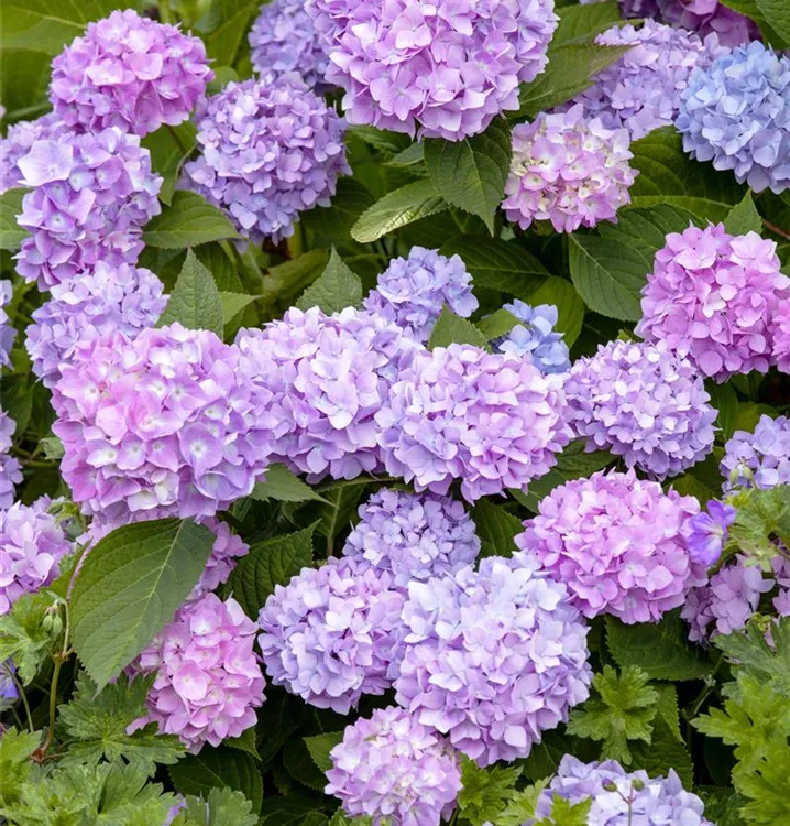 Hortensie 'Endless Summer'® Collection