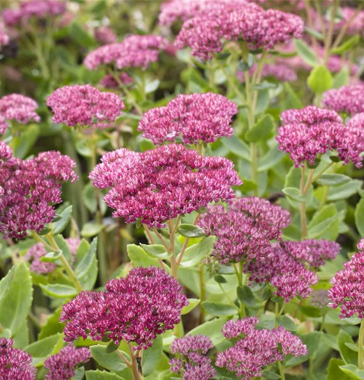 Großes Garten-Fettblatt