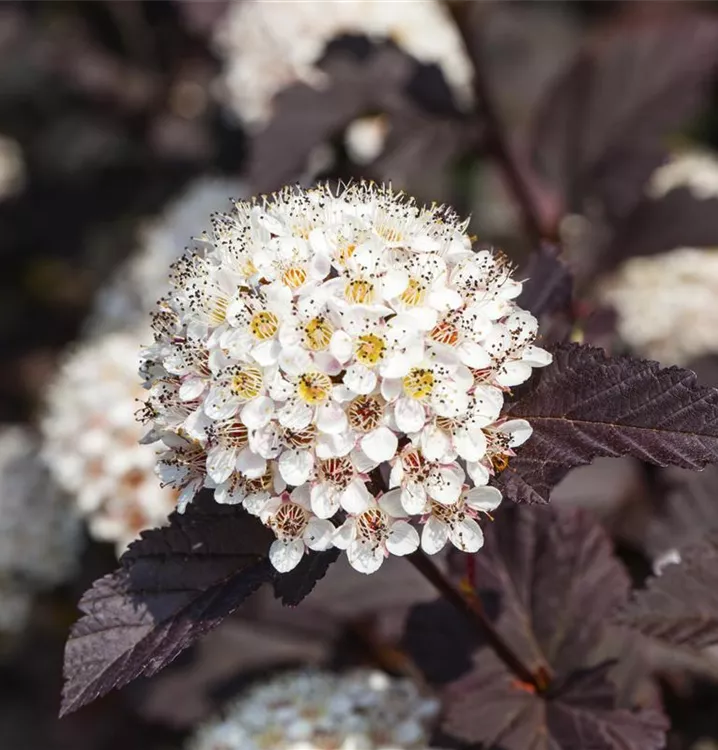 Fasanenspiere 'Summer Wine'®