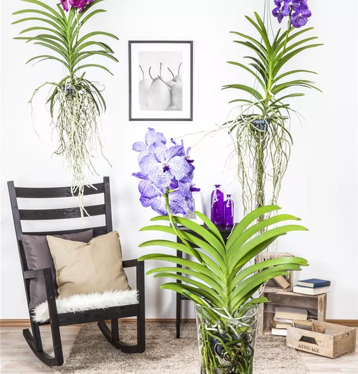 Vanda