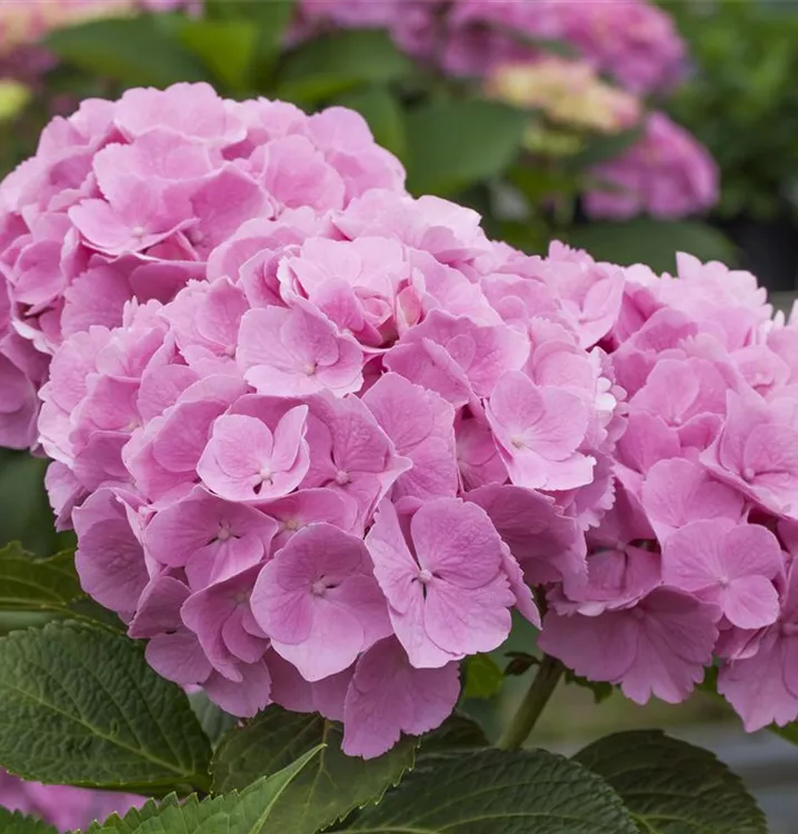 Bauernhortensie 'Forever & Ever'®