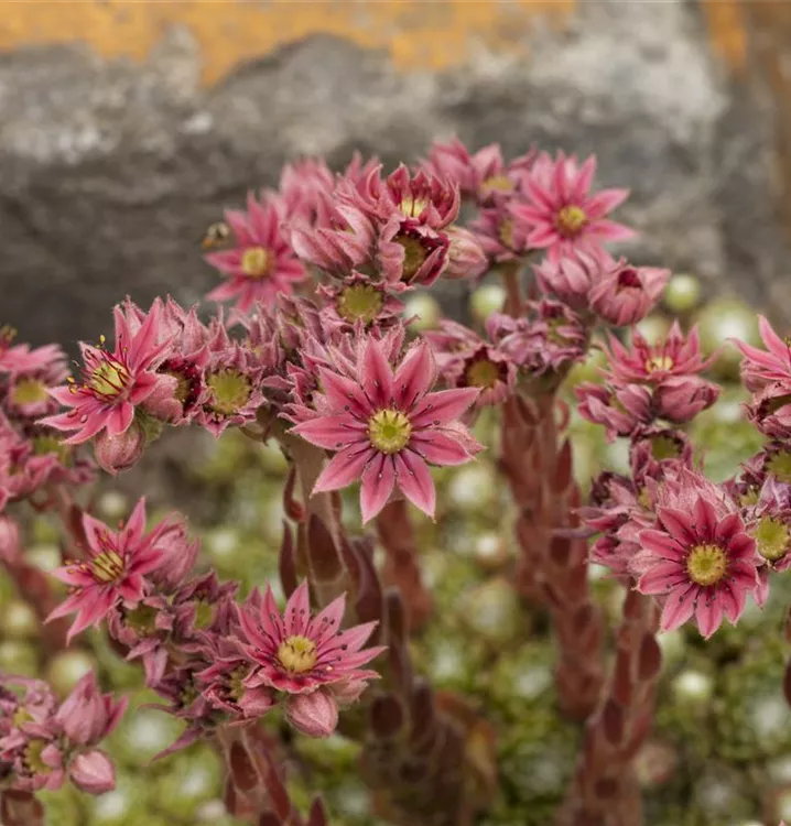 Spinnwebige Steinrose