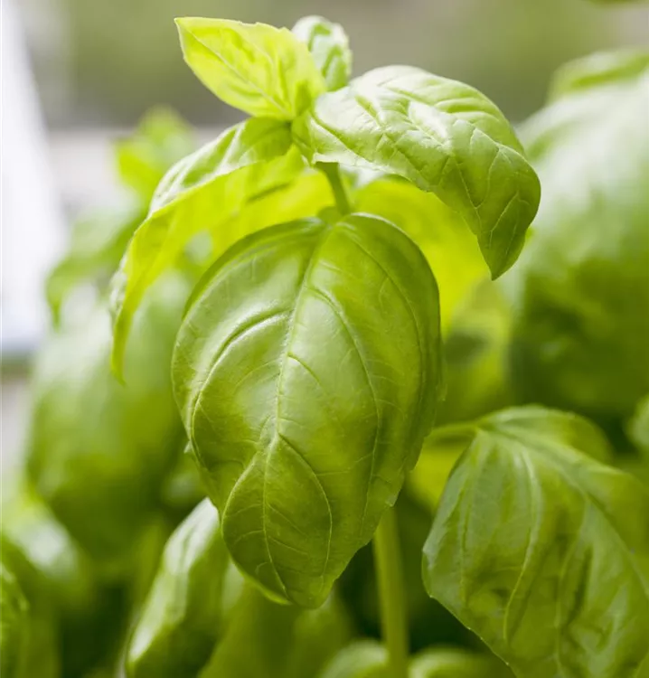 Basilikum