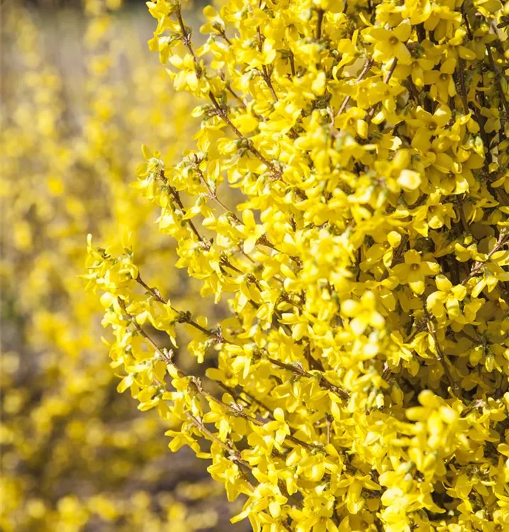 Forsythie 'Week End'®