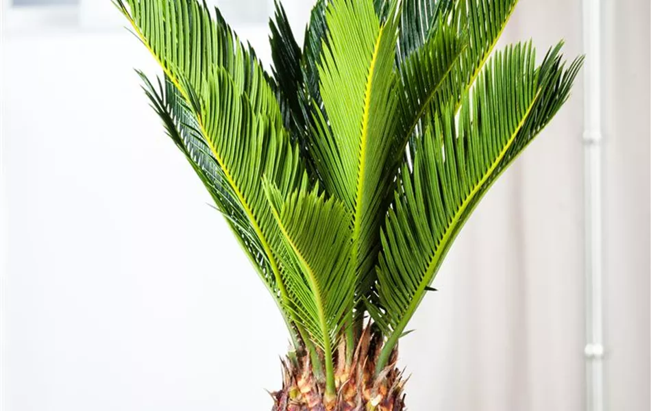 Cycas revoluta