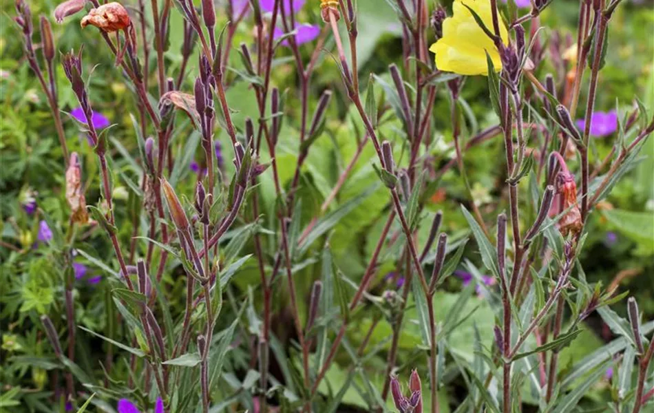 Oenothera fruticosa