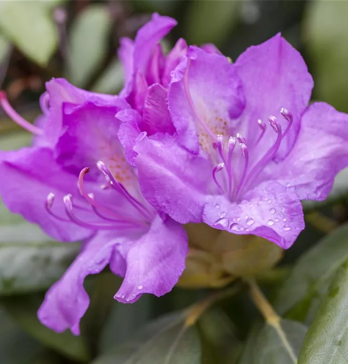 Catawba-Rhododendron