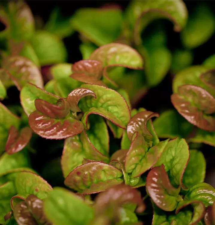 Lavendelheide 'Curly Red'®