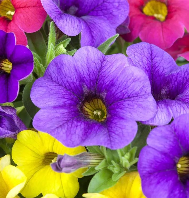 Zauberglöckchen 'Celebration® Karneval'