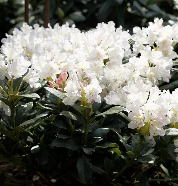 Rhododendron 'Cunningham's White'