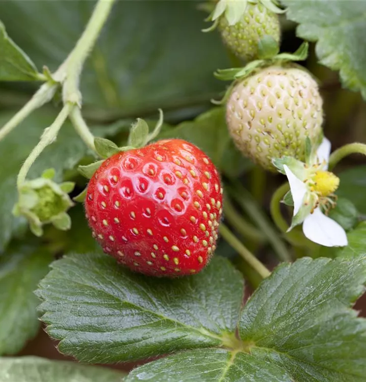 Erdbeere 'Mieze Schindler'