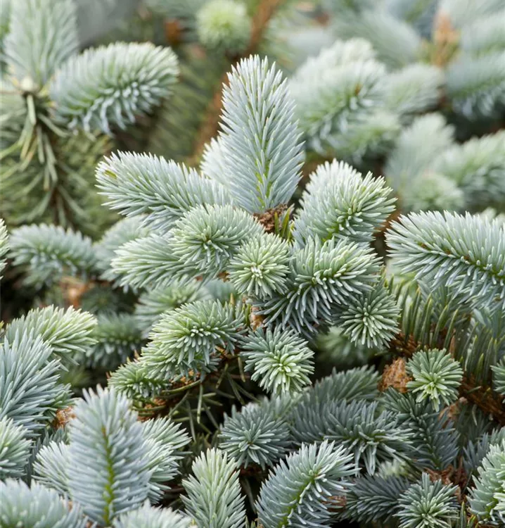 Blaue Stechfichte 'Glauca'