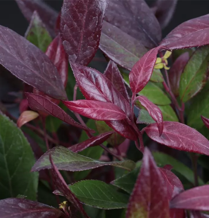 Traubenmyrte 'Scarletta'®