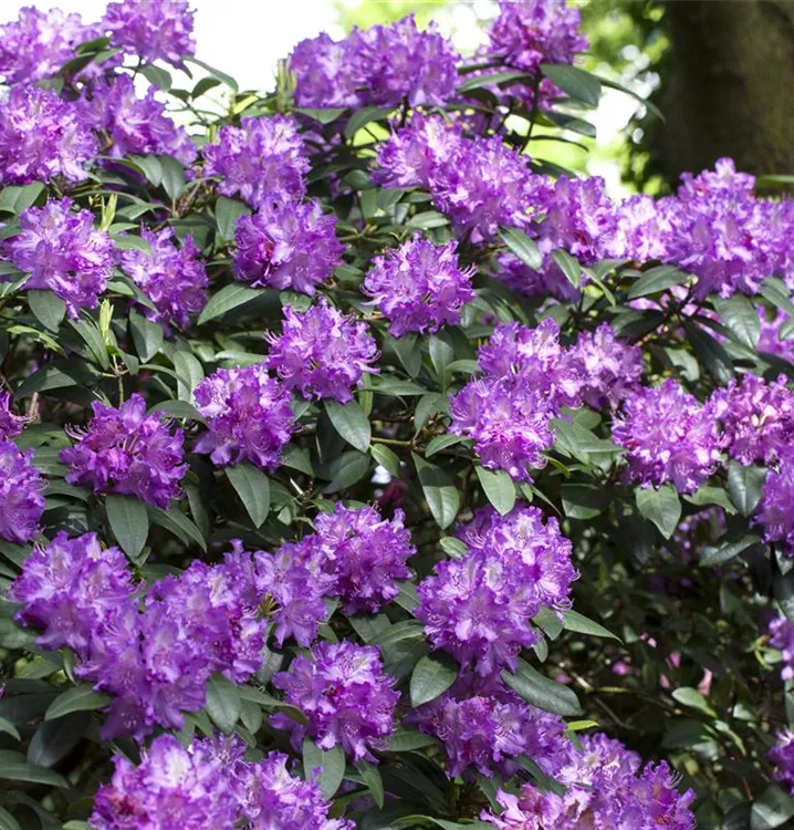 Großblumige Rhododendron