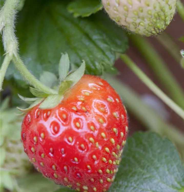 Erdbeere 'Senga®-Sengana®'