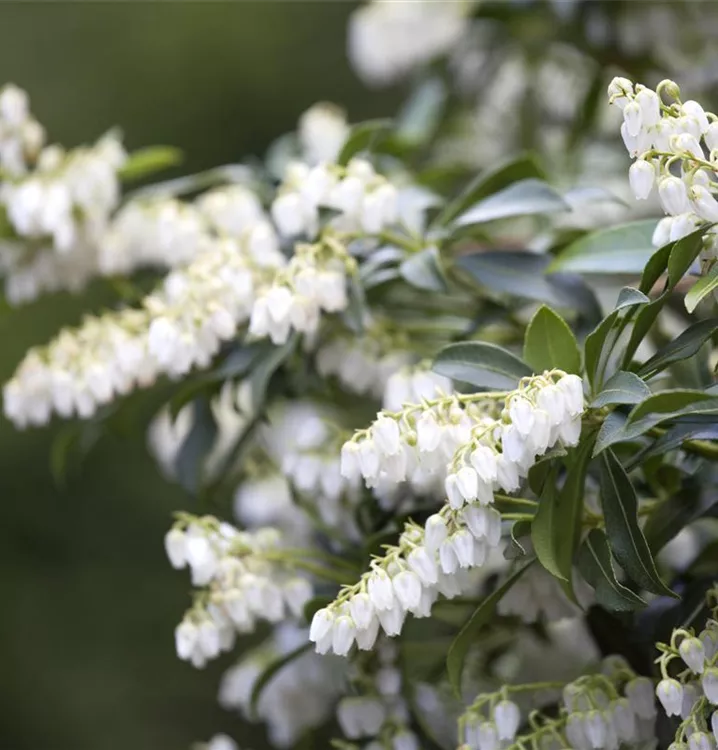 Japanisches Schattenglöckchen
