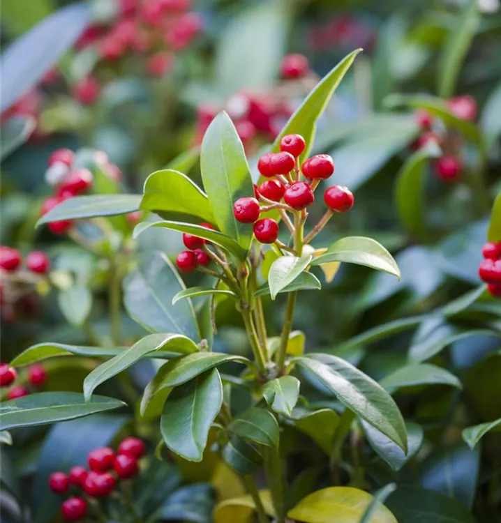 Japanische Fruchtskimmie