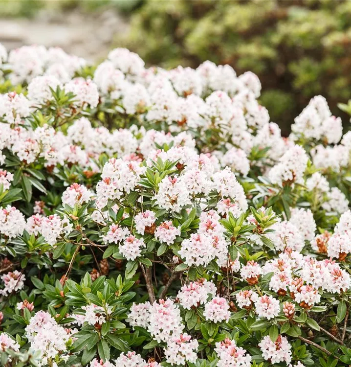 Rhododendron 'Bloombux'®