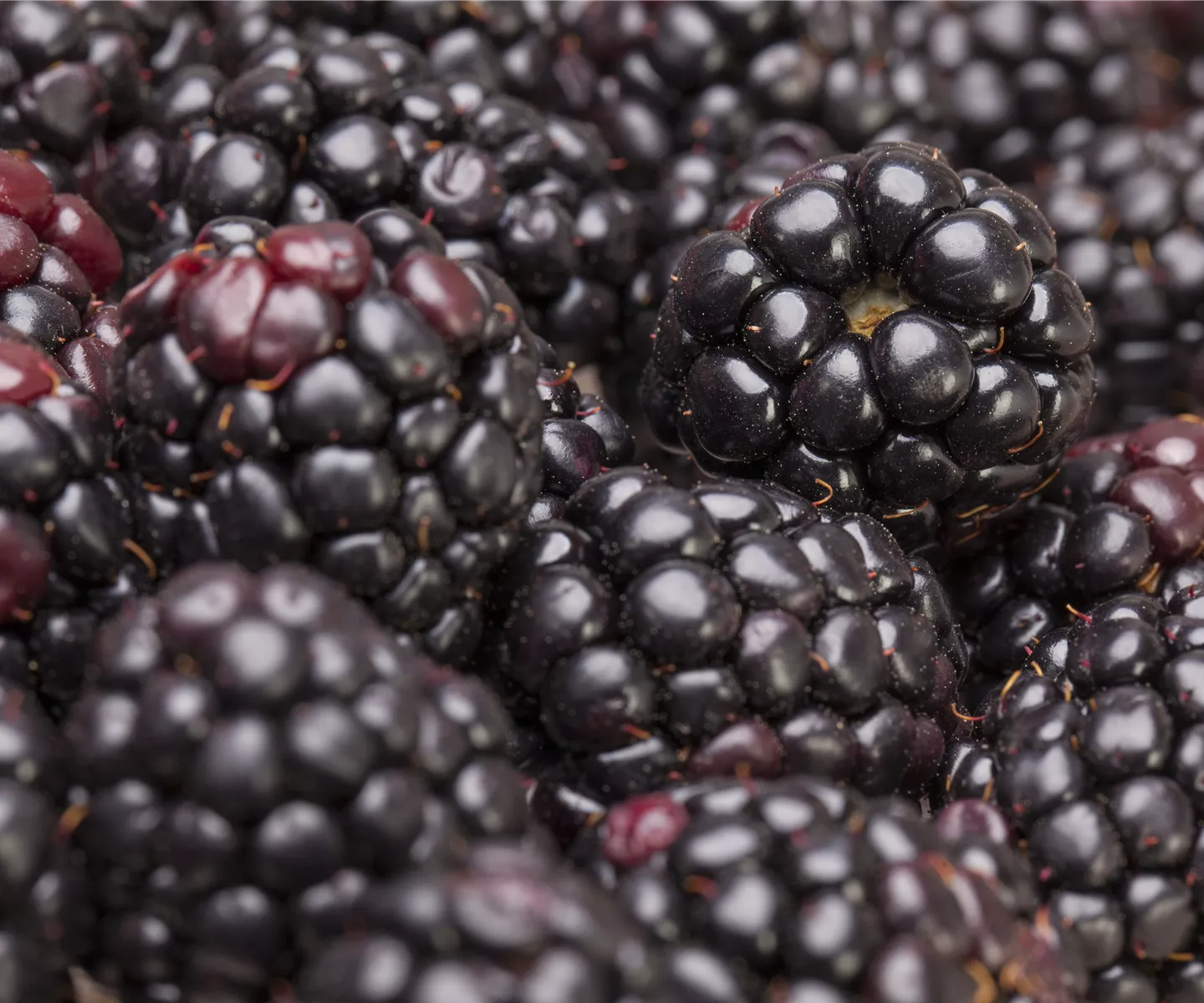 Brombeeren pflanzen