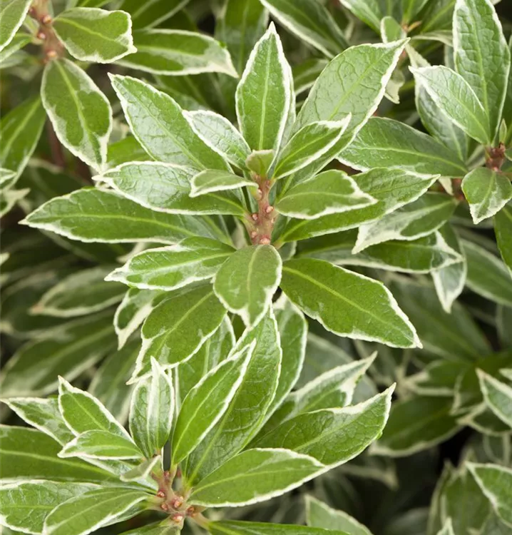 Schattenglöckchen 'Little Heath'