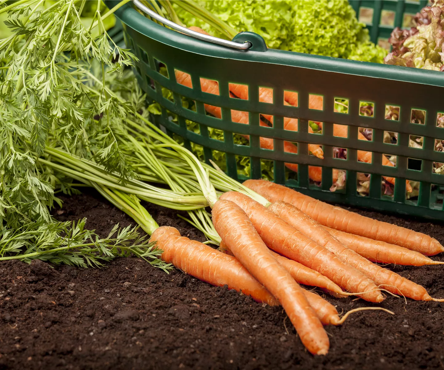 Welche Gemüse lassen sich im mitteleuropäischen Raum gut anbauen?