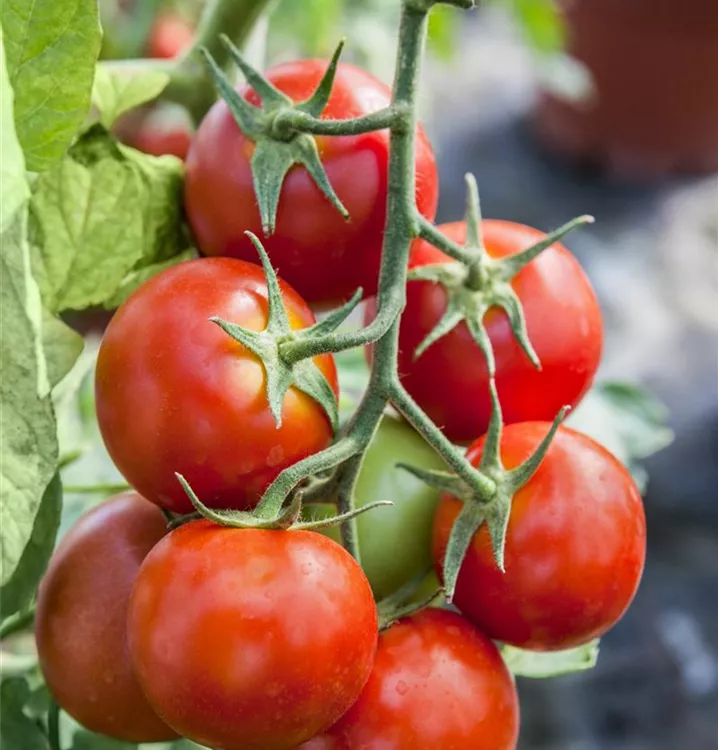 Tomate