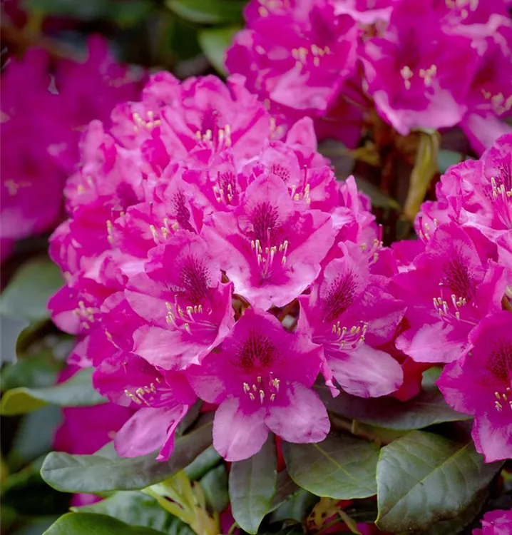 Rhododendron 'Nova Zembla'