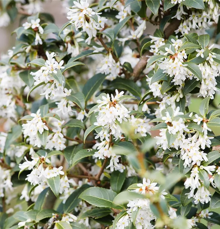 Burkwoods Duftblüte