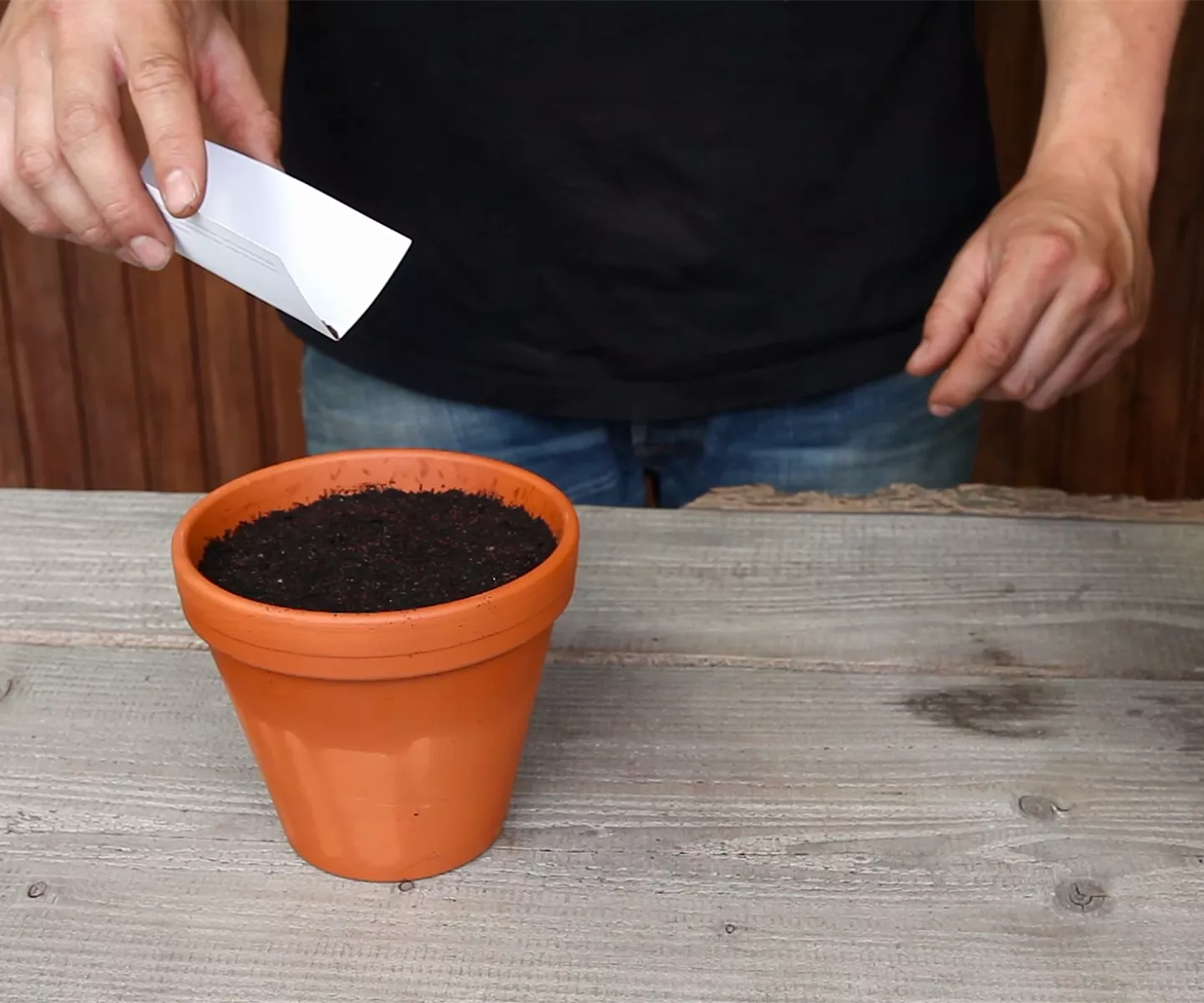 Oregano - Aussäen von Samen