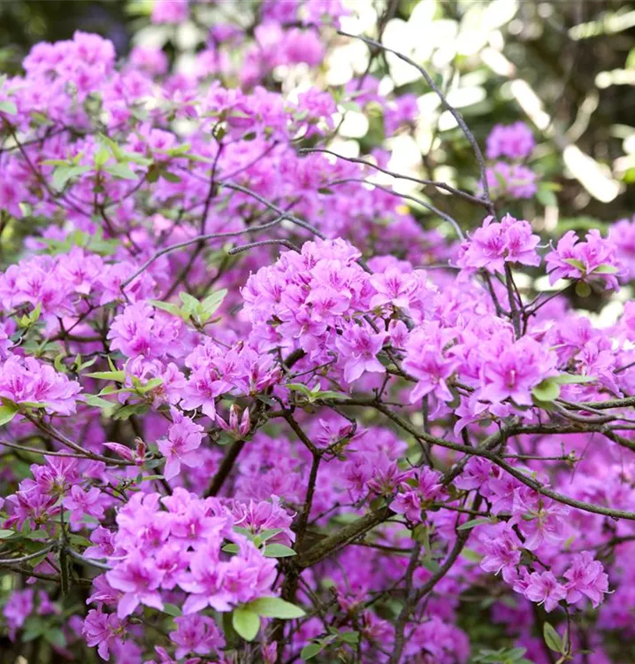 Vorfrühlingsrhododendron 'Praecox'