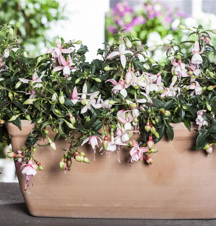Hängende Fuchsie