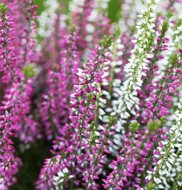 Winterharte Knospenheide