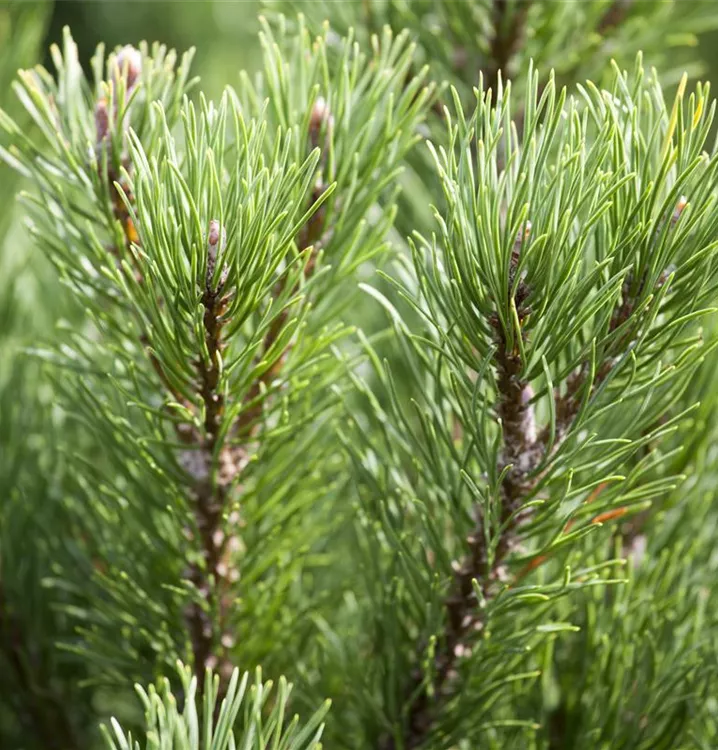 Berg-Kiefer 'Carsten's Wintergold'