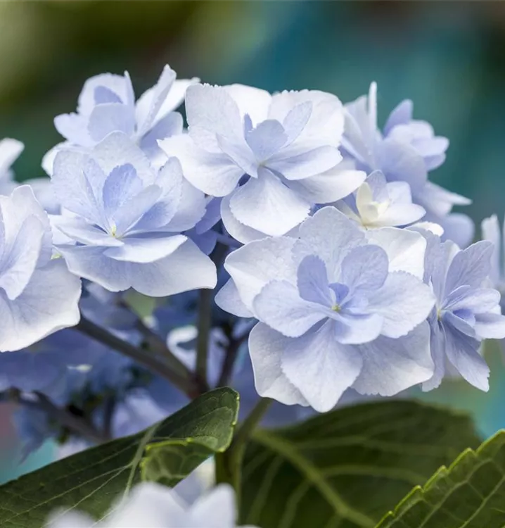 Bauernhortensie 'You & Me'®