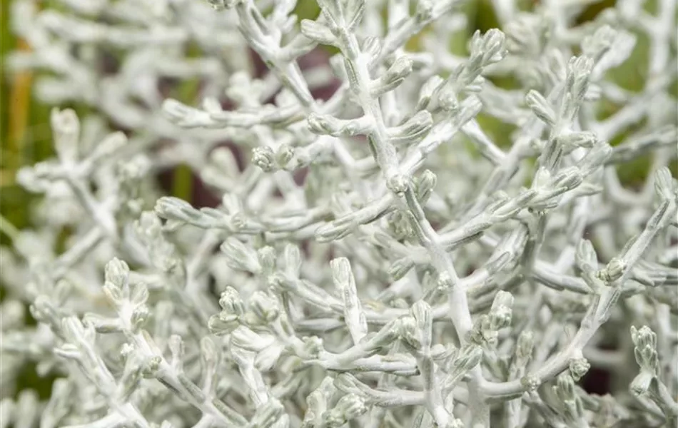 Calocephalus brownii