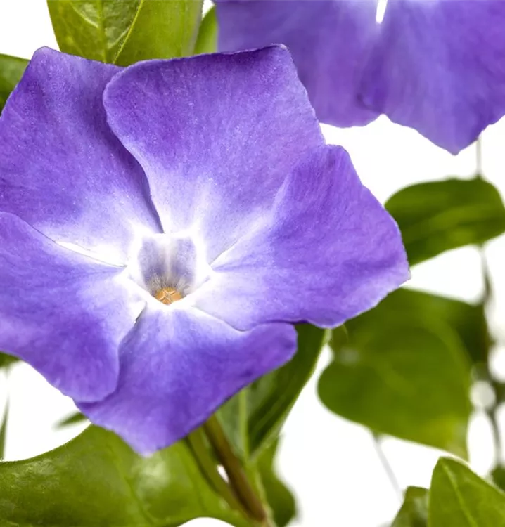 Großblättriges Immergrün