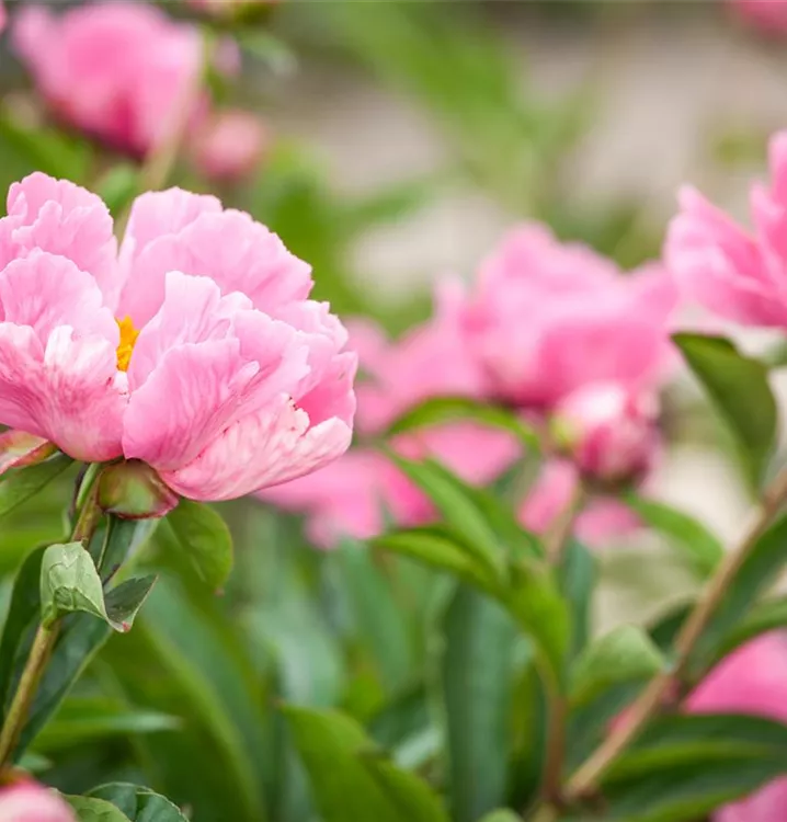 Garten-Pfingstrose, rosa