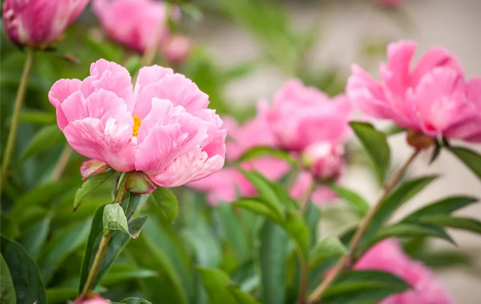 Paeonia lactiflora, rosa