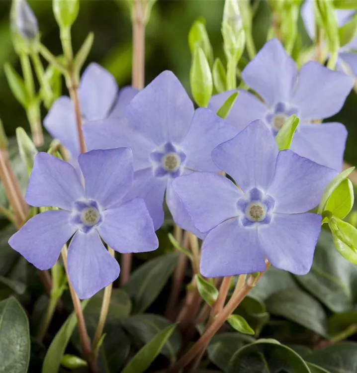 Kleinblättriges Immergrün