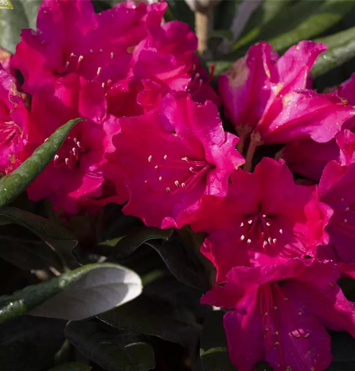 Yakushima-Rhododendron